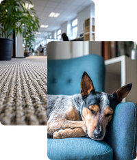image of a dog curled up
on an armchair